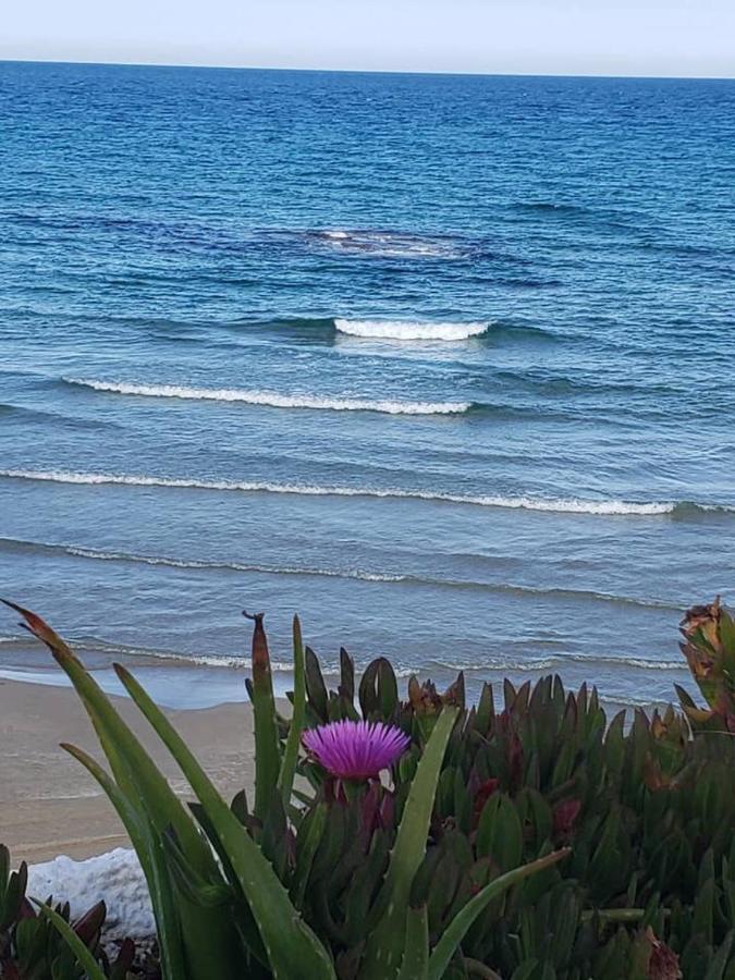 Playa Flamenca Splendid Apartment On The Beach 알리칸테 외부 사진